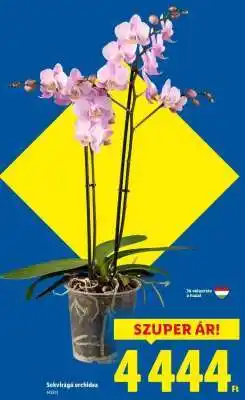 Lidl Sokvirágú orchidea ajánlat