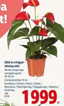 Lidl Zöld és virágzó-növény mix ajánlat