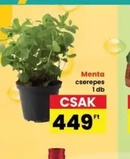 Interspar Menta cserepes ajánlat