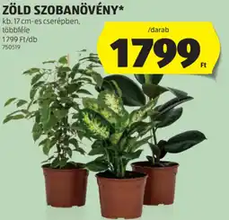 ALDI Zöld szobanövény ajánlat