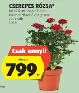 ALDI Cserepes rózsa ajánlat