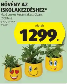 ALDI Növény az iskolakezdéshez ajánlat