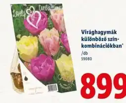 Lidl Virághagymák különböző szín- kombinációkban ajánlat