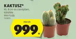 ALDI Kaktusz ajánlat
