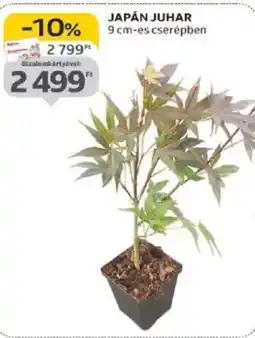 Auchan Japán juhar ajánlat