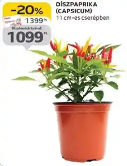 Auchan Díszpaprika (capsicum) ajánlat