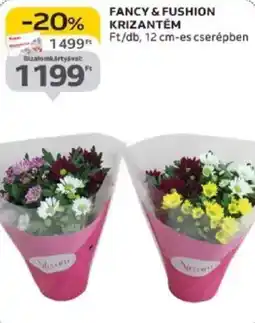 Auchan Fancy & Fushion krizantém ajánlat