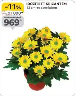 Auchan Időzített krizantém ajánlat
