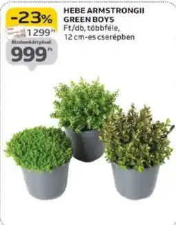 Auchan Hebe Armstrongii green boys ajánlat