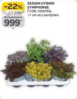 Auchan Sedum Hybrid symphonie ajánlat