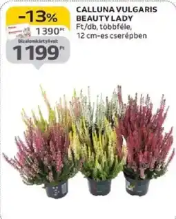 Auchan Calluna Vulgaris Beauty Lady ajánlat