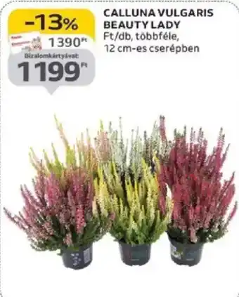 Auchan Calluna Vulgaris Beauty Lady ajánlat