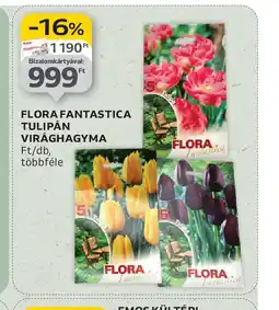 Auchan Flora Fantastica Tulipán Virághagyma ajánlat