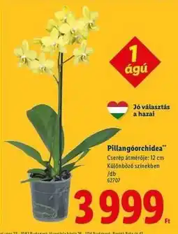 Lidl Pillangóorchidea ajánlat