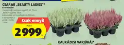 ALDI Csarab „Beauty Ladies” ajánlat