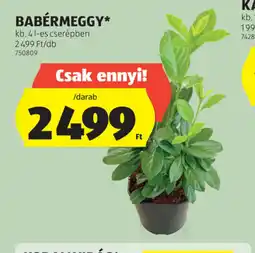 ALDI Babérmeggy ajánlat