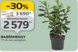 Auchan Babérmeggy ajánlat