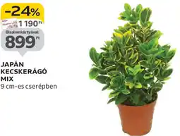 Auchan Japán kecskerágó mix ajánlat