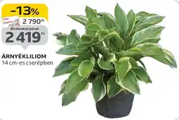 Auchan Árnyékliliom ajánlat