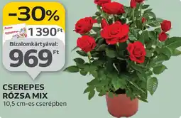 Auchan Cserepes rózsa mix ajánlat