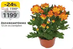 Auchan Őszikrizantém mix ajánlat