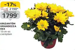 Auchan Krizantém Grandezza mix ajánlat