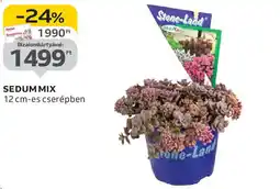 Auchan Sedum mix ajánlat