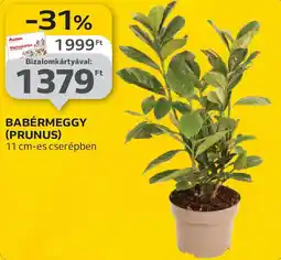 Auchan Babérmeggy (prunus) ajánlat