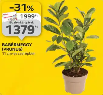 Auchan Babérmeggy (prunus) ajánlat