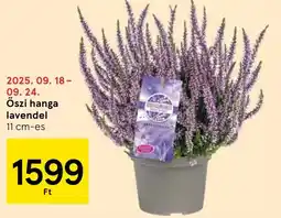 Tesco Őszi hanga lavendel ajánlat