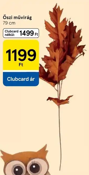 Tesco Őszi művirág ajánlat