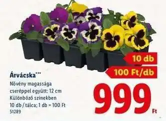 Lidl Árvácska ajánlat