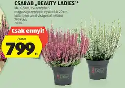 ALDI Csarab ,,Beauty ladies"* ajánlat