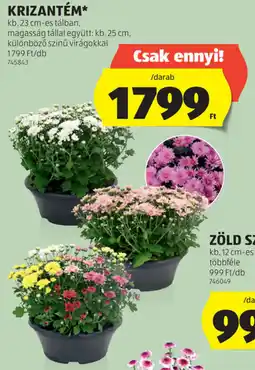ALDI Krizantém ajánlat