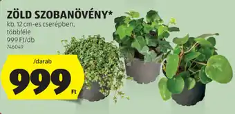 ALDI Zöld szobanövény ajánlat