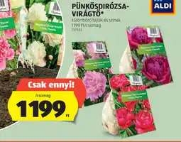 ALDI Pünkösdirózsa-virágtő ajánlat