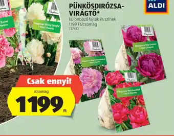 ALDI Pünkösdirózsa-virágtő ajánlat