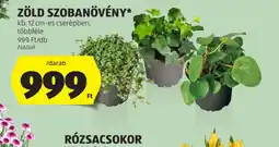ALDI Zöld szobanövény ajánlat