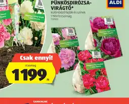 ALDI Pünkösdi rzsa virágtő ajánlat