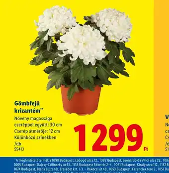 Lidl Gömbfejű krizantém ajánlat