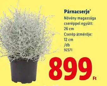 Lidl Párnacserje ajánlat