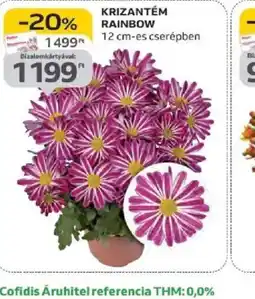 Auchan Krizantém Rainbow ajánlat