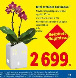 Lidl Mini orchidea házikban ajánlat