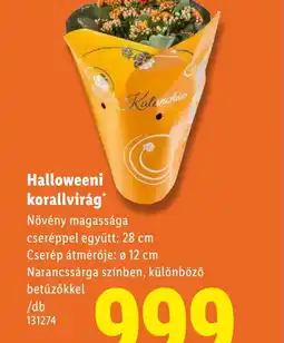 Lidl Halloweeni korallvirág ajánlat