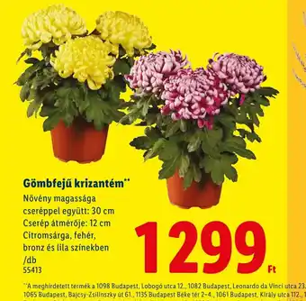 Lidl Gömbfejű krizantém ajánlat