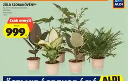 ALDI Zöld szobanövény ajánlat