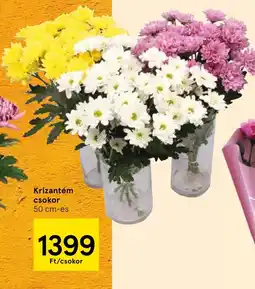 Tesco Krizantém csokor ajánlat