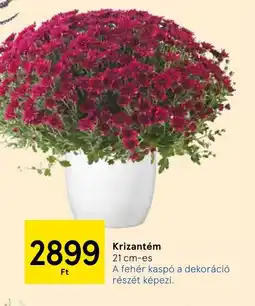 Tesco Krizantém ajánlat