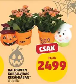 PENNY Halloween korallvirág kerámiában ajánlat
