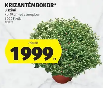 ALDI Krizantémbokor ajánlat